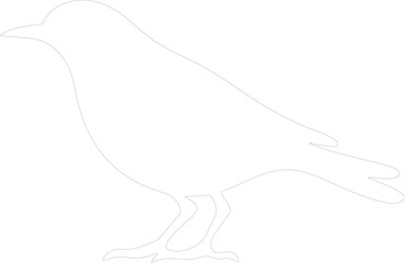 blackbird outline