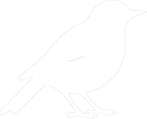 Obraz premium blackbird outline