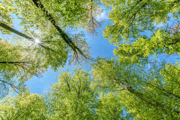 a view up into the trees direction sky - sustainability picture - stock photo - sunstar