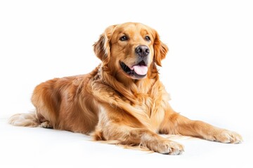 Affectionate golden retriever dog with shiny fur, playful and loyal companion