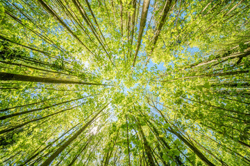 Fototapeta na wymiar a view up into the trees direction sky - sustainability picture - stock photo - sunstar