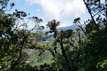 Tropischer Nebelwald am Berggipfel  Cerro Piedra Blanca in der Bergregion bei Escazú in Costa Rica