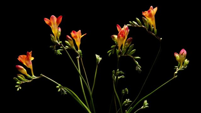 Time-lapse video of orange freesia flowers blooming