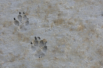 An image of a set of dog paw prints left behind on a wet sandy beach. 