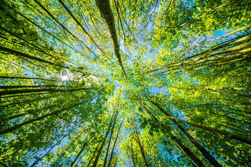 a view up into the trees direction sky - sustainability picture - stock photo - sunstar