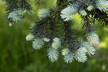 Close up of a new buds on a green spruce in nature