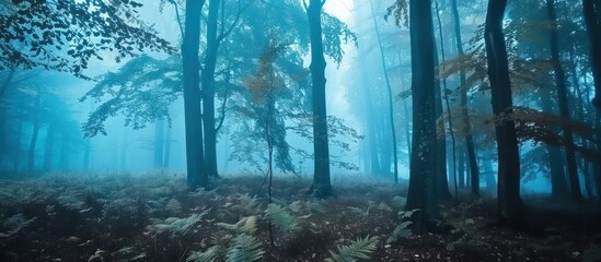 View of a cool forest full of mist in autumn