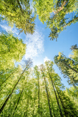 Fototapeta premium a view up into the trees direction sky - sustainability picture - stock photo - sunstar