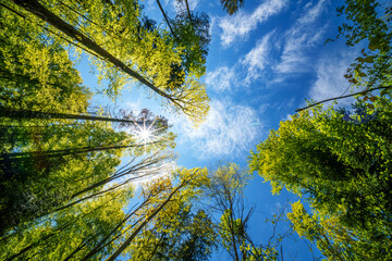 a view up into the trees direction sky - sustainability picture - stock photo - sunstar