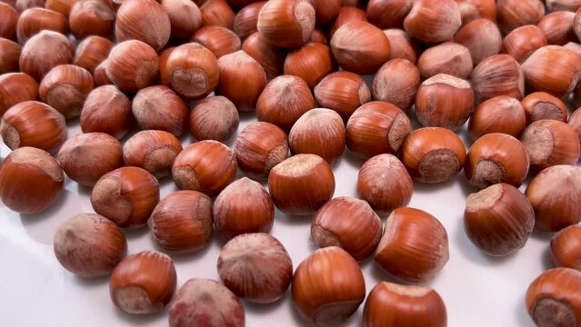 Hazelnut on white background in tracking pan in top view. Round and gentle trilobate hazelnuts from Langhe, Italy
