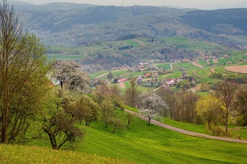 Spring landscape. Nature fields with blooming cherries. Unique ecological land management. Polana region, Hrinova, Slovakia Europe.  © Ivan