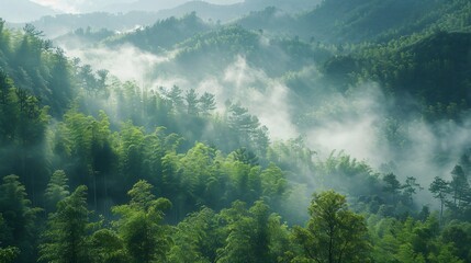 Morning mist settling on dense, green bamboo forest for tranquil scenes
