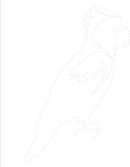 Obraz premium cockatoo outline