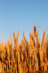golden wheat field