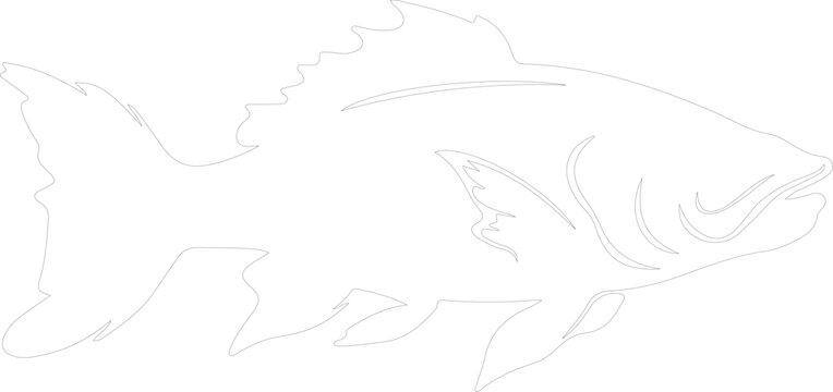 coelacanth outline