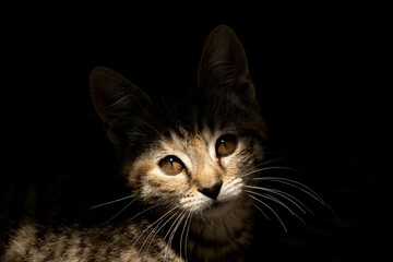 Beautiful cats face dark background shadow
