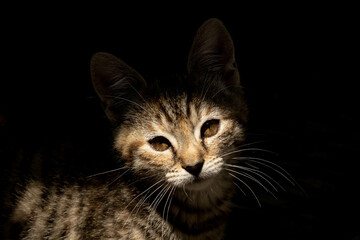 Beautiful cats face dark background shadow