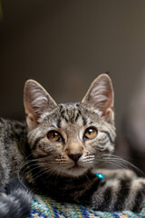 Cute tabby cat kitten with big eyes
