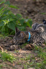 tabby cat sniffing 