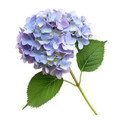 Hydrangeas isolated on transparent background