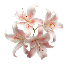 Lilies isolated on transparent background