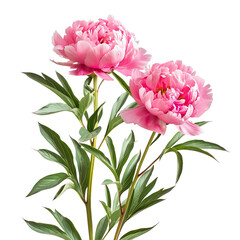 Naklejka premium Peonies isolated on transparent background