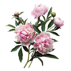 Peonies isolated on transparent background