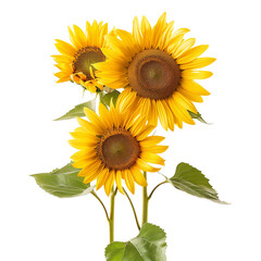 Sunflowers isolated on transparent background