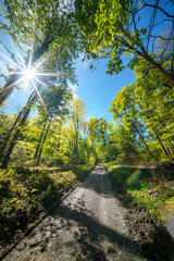 Sunshine filters through trees on woodland path, creating dappled shade - sustainability picture -...