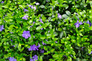 Purple blue flowers of periwinkle vinca minor in spring garden. Vinca minor, lesser periwinkle.