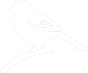 dark-eyedjunco outline