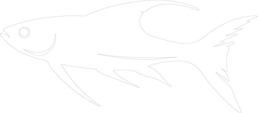 Dinichthys outline
