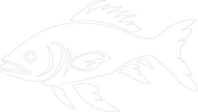 Dinichthys outline