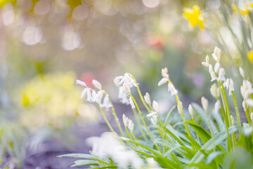 Obraz premium Biały kwiat, naturalny ogród, hiacyntowiec hiszpański (Hyacinthoides hispanica)