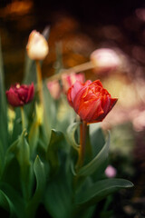 Tulipany, kwiaty wiosenne, kwiatowa polana 	