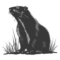 Fototapeta premium Silhouette Groundhog animal black color only full body