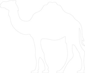Obraz premium dromedary outline