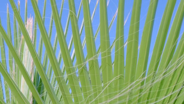 tropical leaf African Sabal fan palm gracefully sways in wind close-up, natural beauty tropics, tropical atmosphere in advertising travel agencies, hotels, airlines, food and beverages