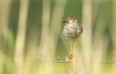 Common redshank standing on a fence post in wetlands