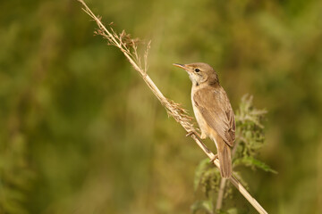 Reed warbler perched on a small twig in wetlands