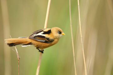 Bearded tit juvenile perched on a reed in wetlands