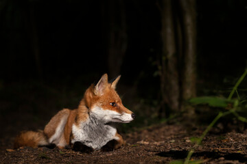 Portrait of a young red fox lying in a forest at night