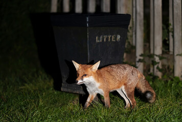 Fototapeta premium Portrait of a red fox near a litter bin at night