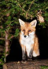 Fototapeta premium Portrait of a young red fox standing on a tree in a forest
