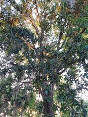 Sunlight through Tree