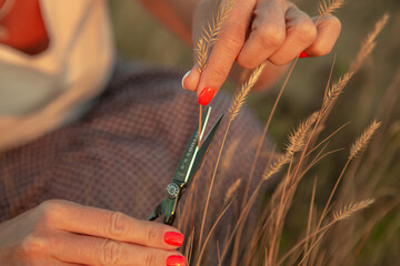 Female hands cutting dry grass with scissors - obrazy, fototapety, plakaty
