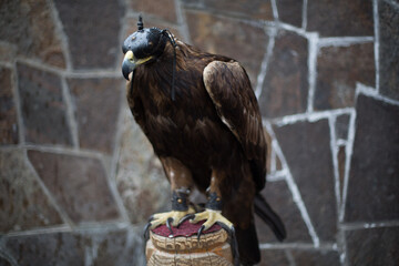 Golden eagle with a hood on its head