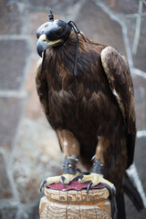 Golden eagle with a hood on its head