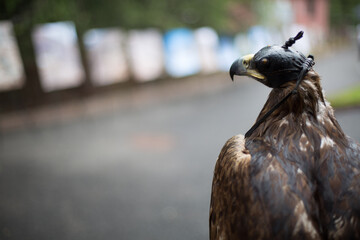 Golden eagle with a hood on its head