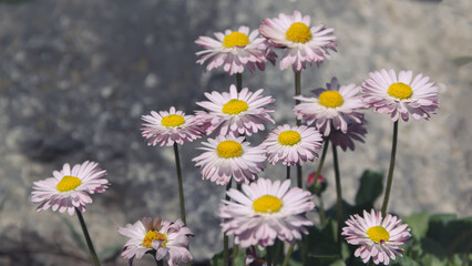 Pink delicate daisy flowers blooming in spring from the garden